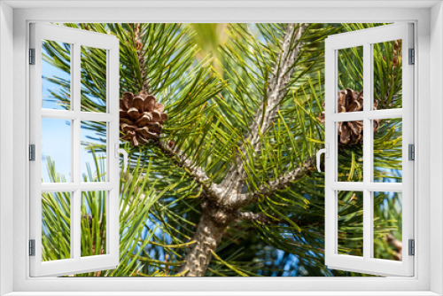 Fototapeta Naklejka Na Ścianę Okno 3D - pine tree branch with cones