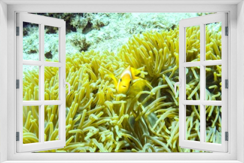 Fototapeta Naklejka Na Ścianę Okno 3D - Anemonefish hiding in its anemone, Maldives.
