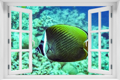 Fototapeta Naklejka Na Ścianę Okno 3D - Redtail butterflyfish (Chaetodon collare) in the Maldives.