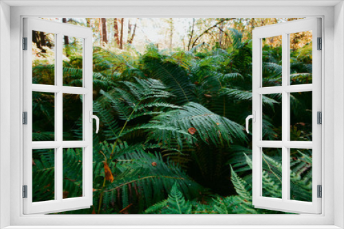 Fototapeta Naklejka Na Ścianę Okno 3D - fern big leaves,fern bushes in forest, dark background