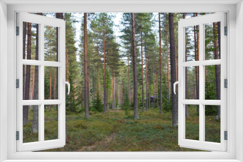 Fototapeta Naklejka Na Ścianę Okno 3D - Cabins hiding behind the pine trees