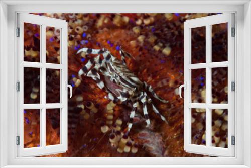 Fototapeta Naklejka Na Ścianę Okno 3D - Zebra Urchin Crabs  Zebrida adamsii