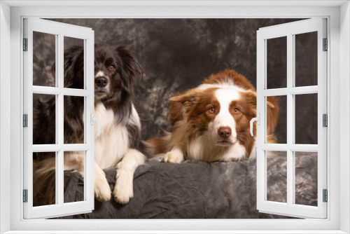 Fototapeta Naklejka Na Ścianę Okno 3D - Hund 46