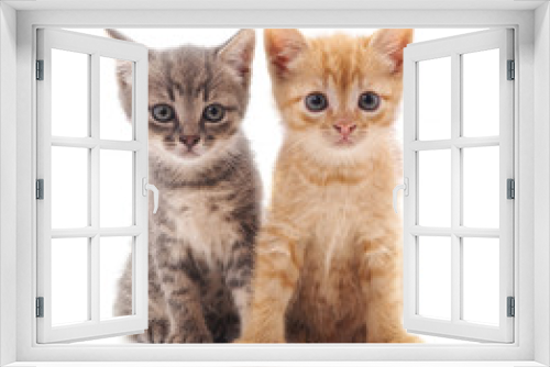 Fototapeta Naklejka Na Ścianę Okno 3D - Two small kittens.