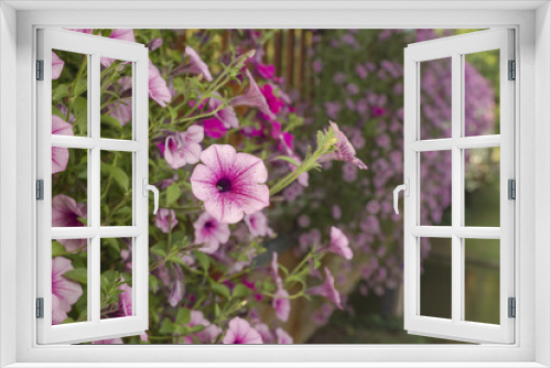 Fototapeta Naklejka Na Ścianę Okno 3D - Meer aus violett-weiße Petunien 