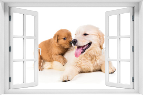 Fototapeta Naklejka Na Ścianę Okno 3D - Cute Golden Retriever Puppy isolate on white background.
