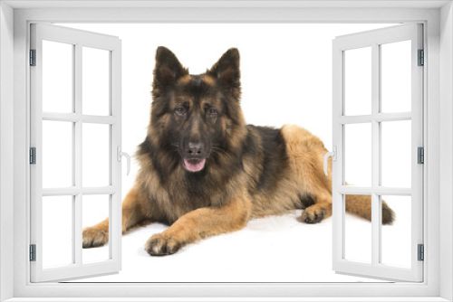 Fototapeta Naklejka Na Ścianę Okno 3D - German shepherd dog lying down looking at the camera seen from the side isolated on a white background