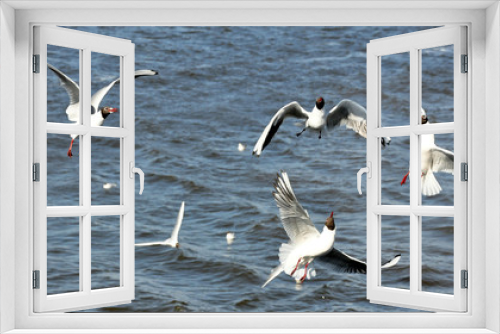 Fototapeta Naklejka Na Ścianę Okno 3D - Many seagull flying  in sea background
