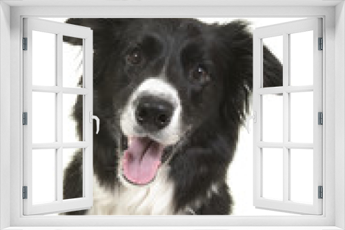 Fototapeta Naklejka Na Ścianę Okno 3D - Portrait of a border collie dog looking at the camera with mouth open on a white background