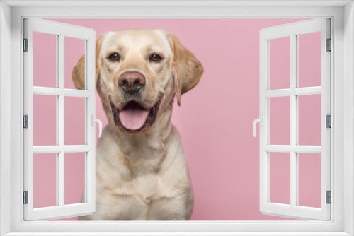 Fototapeta Naklejka Na Ścianę Okno 3D - Portrait of a blond labrador retriever dog looking at the camera with mouth open seen from the front on a pink background