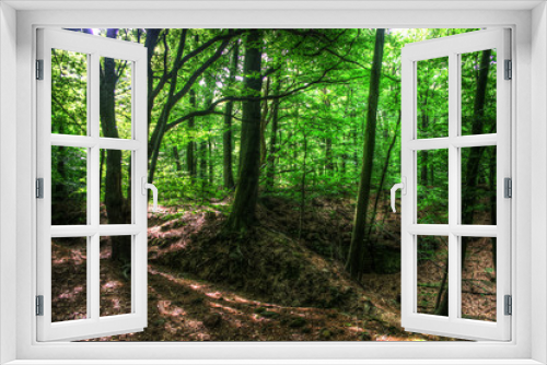 Fototapeta Naklejka Na Ścianę Okno 3D - Forest LightandShadows