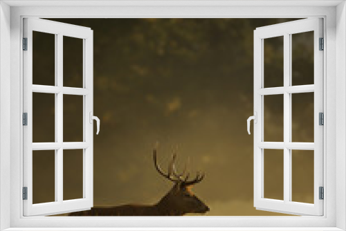 Fototapeta Naklejka Na Ścianę Okno 3D - Red deer stag at sunrise