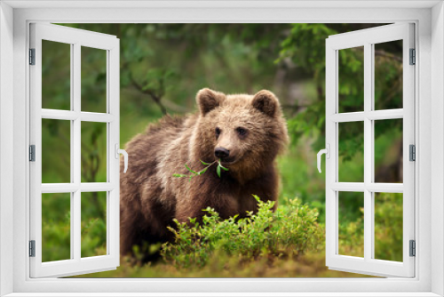 Fototapeta Naklejka Na Ścianę Okno 3D - European brown bear eating grass and branches in forest