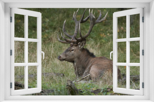 Fototapeta Naklejka Na Ścianę Okno 3D - Red deer (Cervus elaphus)