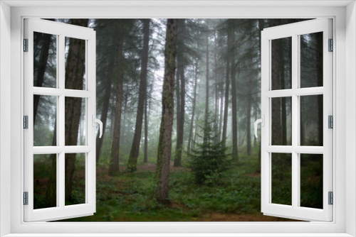 Fototapeta Naklejka Na Ścianę Okno 3D - pine tree wood