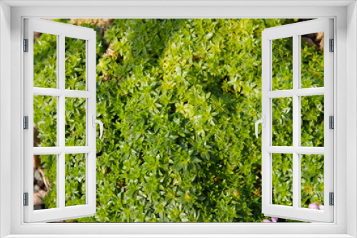 Fototapeta Naklejka Na Ścianę Okno 3D - Silene acaulis or moss campion or cushion pink green plant