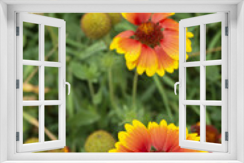 Fototapeta Naklejka Na Ścianę Okno 3D - Solar flower Helianthus grows in garden