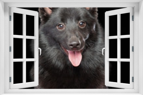 Fototapeta Naklejka Na Ścianę Okno 3D - Schipperke dog on Isolated Black Background in studio