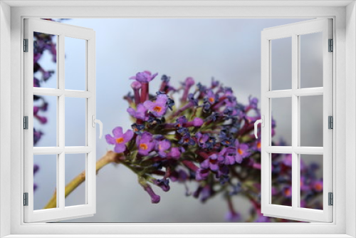 Fototapeta Naklejka Na Ścianę Okno 3D - lilac flowers on a blue background