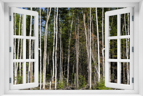 Fototapeta Naklejka Na Ścianę Okno 3D - Birch trees in bright sunshine in late summer. Trees in a forest. birch trees trunks - black and white natural background. birch forest in sunlight in the morning.
