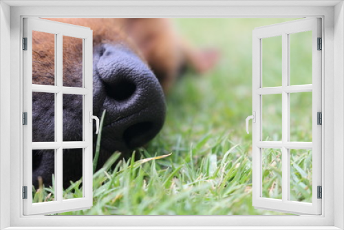 Fototapeta Naklejka Na Ścianę Okno 3D - Nariz de perro