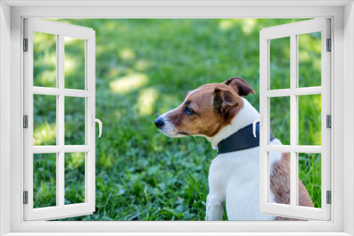 Fototapeta Naklejka Na Ścianę Okno 3D - Jack Russell Terrier in a black collar on a background of green grass looks to the left. 