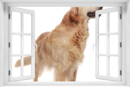 Fototapeta Naklejka Na Ścianę Okno 3D - cute panting labrador standing and looking to side