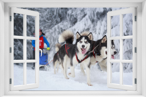 Fototapeta Naklejka Na Ścianę Okno 3D - Sled dog competition in winter landscape