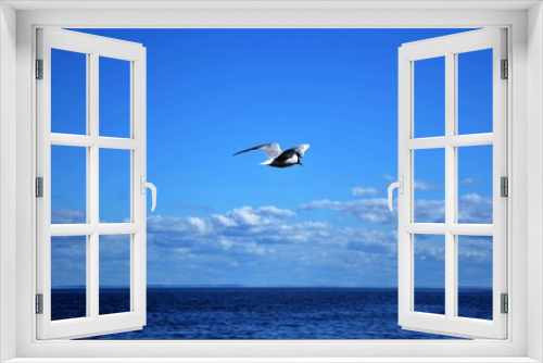 Fototapeta Naklejka Na Ścianę Okno 3D - Seagull over the sea