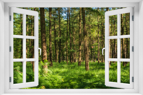 Fototapeta Naklejka Na Ścianę Okno 3D - Blick in den sonnigen Wald, farnbedeckter Boden