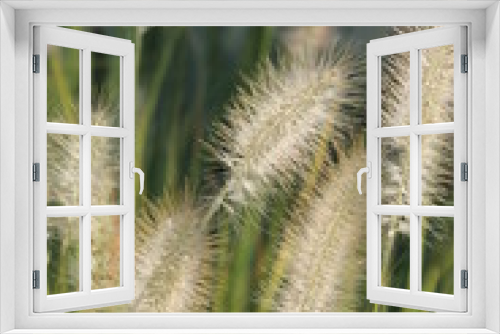 Fototapeta Naklejka Na Ścianę Okno 3D - Grass blossoms