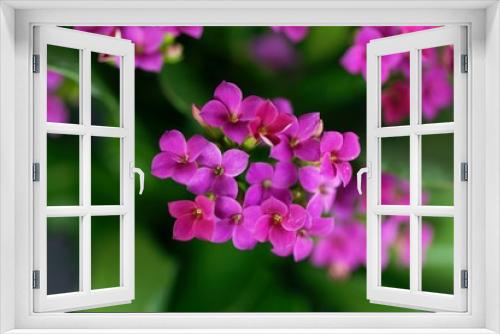 Fototapeta Naklejka Na Ścianę Okno 3D - Pink flaming Katy (Kalanchoe blossfeldiana)