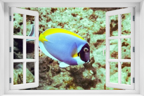 Fototapeta Naklejka Na Ścianę Okno 3D - Powderblue surgeonfish in Indian Ocean, Maldives.