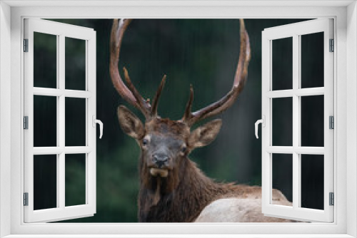 Fototapeta Naklejka Na Ścianę Okno 3D - Closeup of Male Elk
