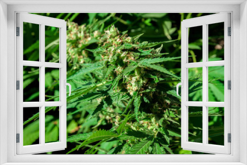 Fototapeta Naklejka Na Ścianę Okno 3D - branch of cannabis plant with buds flowering close up
