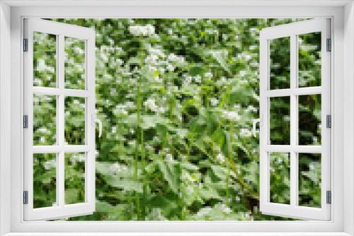 Fototapeta Naklejka Na Ścianę Okno 3D - 蕎麦の白い花