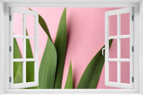 Fototapeta Naklejka Na Ścianę Okno 3D - Iris leaves on pink background