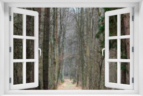 Fototapeta Naklejka Na Ścianę Okno 3D - the Niepolomice Forest near Krakow