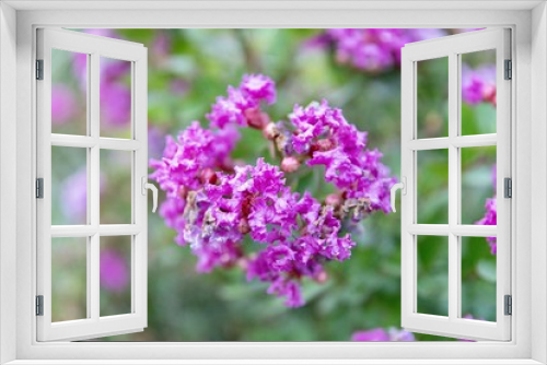 Fototapeta Naklejka Na Ścianę Okno 3D - Purple flowers set against a green background