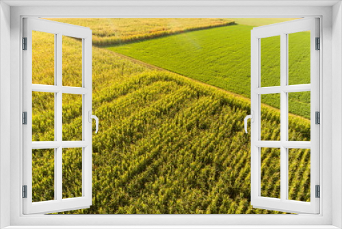 Fototapeta Naklejka Na Ścianę Okno 3D - Luftbild mit der Drohne über Maisfeldern im Sommer