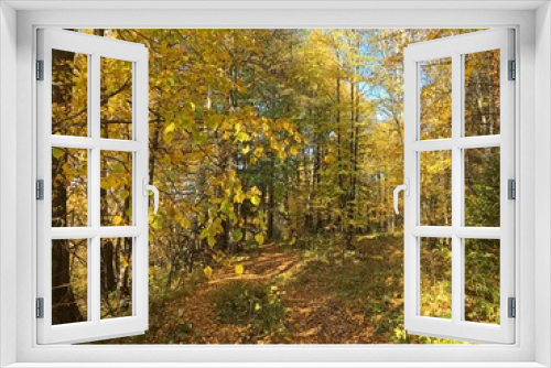 Fototapeta Naklejka Na Ścianę Okno 3D - Forest with yellow leaves under the blue sky in autumn
