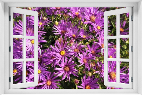 Fototapeta Naklejka Na Ścianę Okno 3D - Purple Astrantia major 'Lars' (great masterwort) flowers