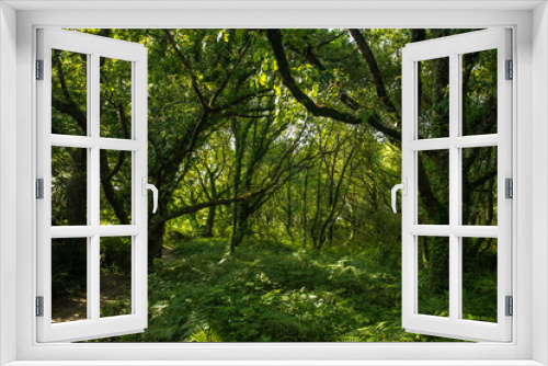 Fototapeta Naklejka Na Ścianę Okno 3D - un sous bois avec des branches tortueuses