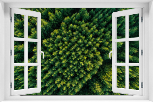 Fototapeta Naklejka Na Ścianę Okno 3D - Aerial view of green coniferous forest plantations