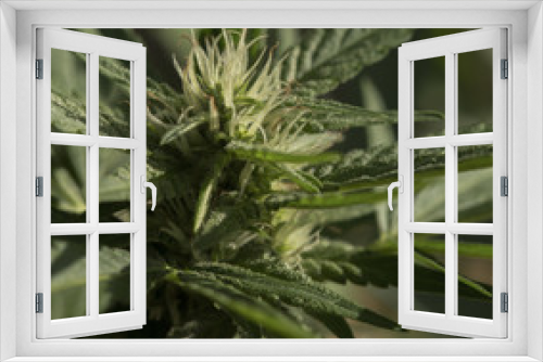Fototapeta Naklejka Na Ścianę Okno 3D - marijuana plant buds