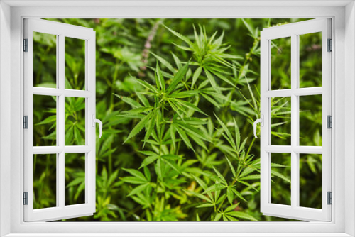 Fototapeta Naklejka Na Ścianę Okno 3D - Green fresh marijuana leaves pattern