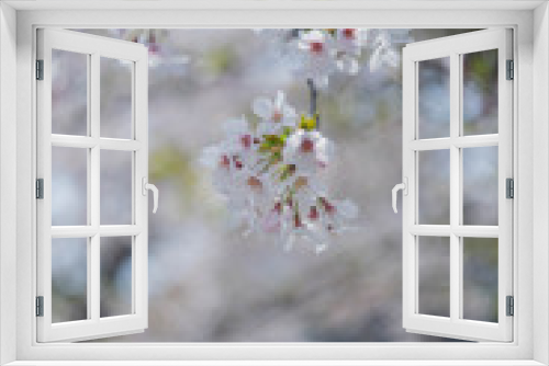 Fototapeta Naklejka Na Ścianę Okno 3D - 満開の桜