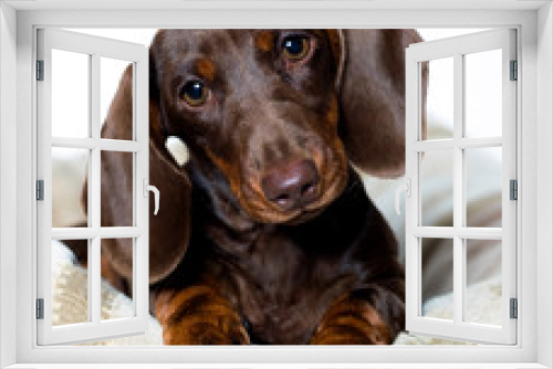 Fototapeta Naklejka Na Ścianę Okno 3D - Puppy dachshund,