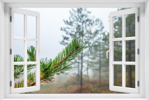Fototapeta Naklejka Na Ścianę Okno 3D - Pine branch in the misty morning light in the forest