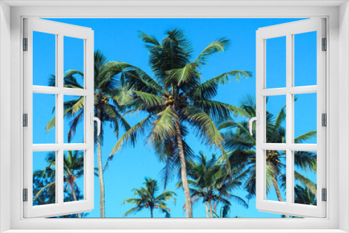 Fototapeta Naklejka Na Ścianę Okno 3D - Coconut palm trees.